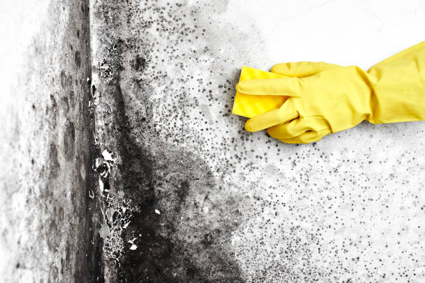 Best Residential Mold Remediation in Canfield, OH