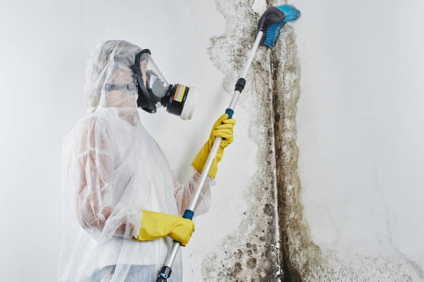 Best Emergency Mold Remediation in Canfield, OH