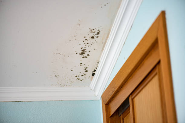 Best White Mold Remediation in Canfield, OH