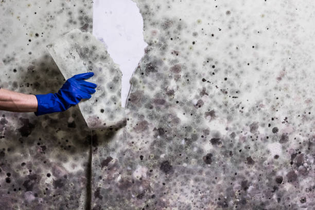 Best Commercial Mold Remediation in Canfield, OH